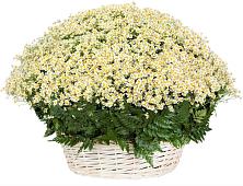 Цветочная композиция из Ромашки в корзине #REPLACE_PRED# Самойловке